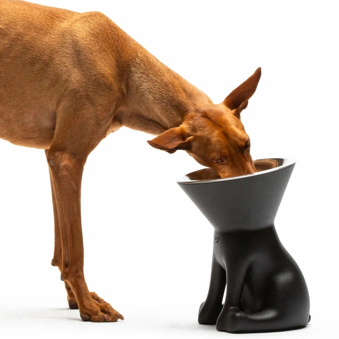 Ein Hund beugt sich hinunter, um aus einem einzigartigen schwarzen Futternapf in Form eines sitzenden Hundes zu fressen – ein verspieltes Detail im Haustierdesign.